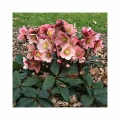 Top 10 ⌛ 2ft Helleborus 'Pink Frost' | 4.5L Pot | Helleborus Gold Collection® 🔔