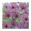 Deals 👍 Allium 'Purple Rain' | 13cm Pot 🧨