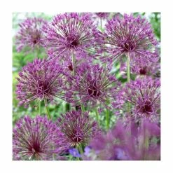 Deals 👍 Allium 'Purple Rain' | 13cm Pot 🧨