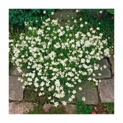 Buy 🌟 Dianthus deltoides 'Albus' | 2L Pot 👏