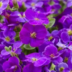 Cheap 👍 Aubrieta 'Kitte' ⭐