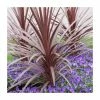 Top 10 ❤️ 2ft Cordyline 'Red Star' | 2 Litre Pot ⌛