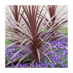 Top 10 β€οΈ 2ft Cordyline 'Red Star' | 2 Litre Pot β