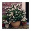 Best Pirce 😉 40cm Viburnum tinus 'Eve Price' | 2 Litre Pot 🤩