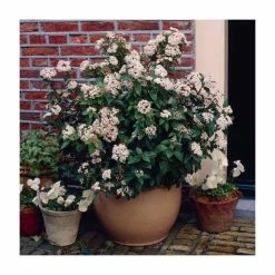 Best Pirce 😉 40cm Viburnum tinus 'Eve Price' | 2 Litre Pot 🤩