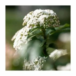 Wholesale 🔔 30-35cm Viburnum tinus | 17cm Pot 🌟