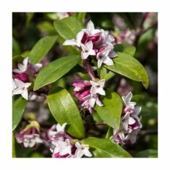 Best Sale ✨ 20-25cm Daphne odora | 15cm Pot 🔔