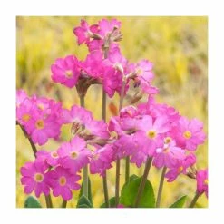 Cheapest 🥰 Primula rosea 'Grandiflora' | 10.5cm Pot 👍