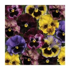 Buy ✔️ 'Frizzle Sizzle' Pansy Mix | 3 x 10.5cm Pots 🥰