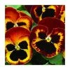 Discount ⌛ Pansy Jumbo 'Fire' | 10.5cm Pot 🎁