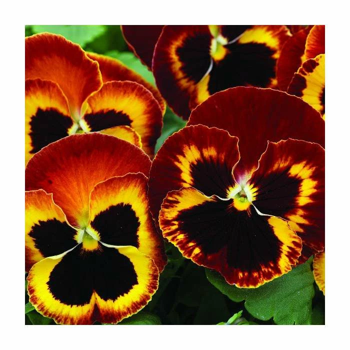 Discount โ Pansy Jumbo 'Fire' | 10.5cm Pot ๐