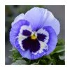 Best deal 👏 Pansy 'Marina Shades' | 10.5cm Pot 👍