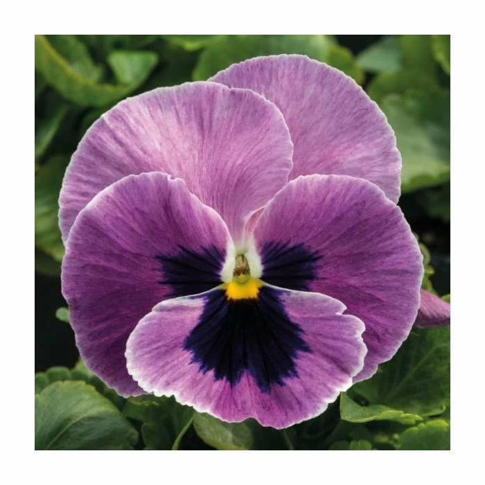 Discount โจ Pansy 'Pink Surprise Blotch' | 10.5cm Pot ๐