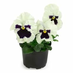 Cheapest 👍 Pansy 'White Blotch' | 10.5cm Pot 🥰