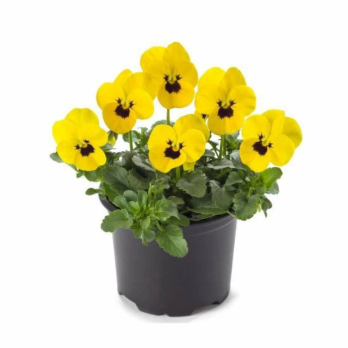 Discount ๐ Pansy 'Yellow Blotch' | 10.5cm Pot ๐ฅฐ