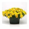 Discount 🎁 Pansy 'Golden Yellow' | 10.5cm Pot | Pansy Cool Wave® 🧨