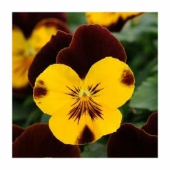 Top 10 ⌛ Pansy 'Red Wing' | 10.5cm Pot | Pansy Cool Wave® 🌟