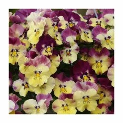 Cheapest ✨ Pansy Cool Wave® 'Strawberry Swirl' | 10.5cm Pot 🌟