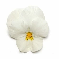 Discount ❤️ Pansy 'White' | 10.5cm Pot | Pansy Cool Wave® ❤️