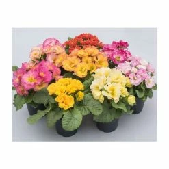 Coupon ✔️ 'Idylly' Primrose Mix | 3 x 10.5cm Pots 🎉
