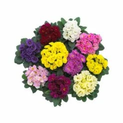 Discount 🔔 'Rubens' Primrose Mix | 3 x 10.5cm Pots 👏