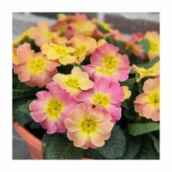 Discount ⌛ Primrose 'Chameleon' | 10.5cm Pot 🌟