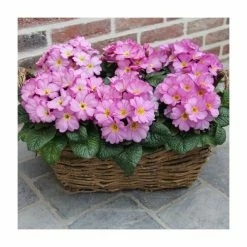 Deals 🥰 Primrose 'Woodland Rose' | 10.5cm Pot 🥰