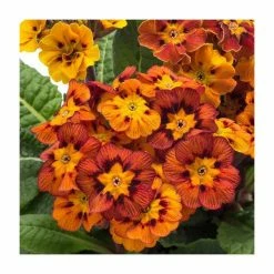 Deals 🔥 Primrose elatior 'Castillian' | 10.5cm Pot ⭐