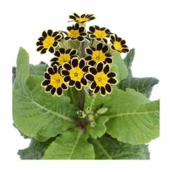 Deals 🎁 Primrose elatior 'Mister Gold Laced' | 10.5cm Pot 😀