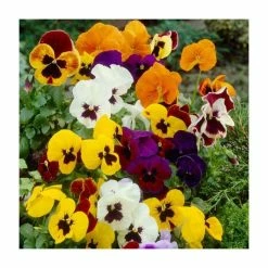 Flash Sale 🛒 Vibrant Viola Collection | 6 x 9cm Pots ✔️