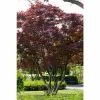 Brand new 🧨 Acer palmatum 'Atropurpureum' | Japanese Maple Tree 👍