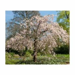 Flash Sale 😍 Prunus pendula 'Pendula Rosea' | Weeping Cherry Blossom Tree | 18L Pot | 200-240cm Standard ⭐