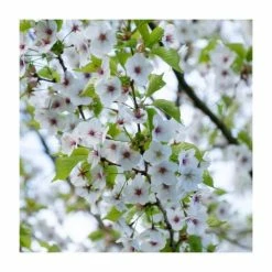 Cheapest 🔥 Prunus 'Umineko' | Cherry Blossom Tree 🤩