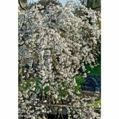 Best reviews of 😉 Prunus yedoensis 'Ivensii' | Cherry Blossom Tree 😉