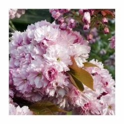 Wholesale π Prunus 'Pink Perfection' | Cherry Blossom Tree π