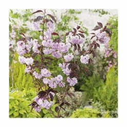 Discount 🤩 Prunus serrulata 'Royal Burgundy' | Cherry Blossom Tree ⌛