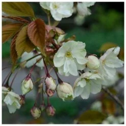 Budget π₯° Prunus 'Ukon' | Cherry Blossom Tree |18L Pot | 200-240cm Standard π