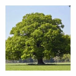 Best Pirce 💯 Quercus robur | Oak Tree 🔥