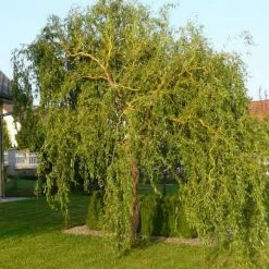 Promo 👏 Corkscrew Willow | Salix Matsudana 'Tortousa' 👍