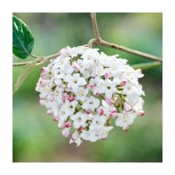 Flash Sale 👏 15 - 20cm Viburnum x burkwoodii | Burkwood viburnum | 9cm Pot 😍