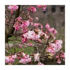 Best deal 😉 15 - 20cm Viburnum x bodnantense 'Dawn' | 9cm Pot 🎉