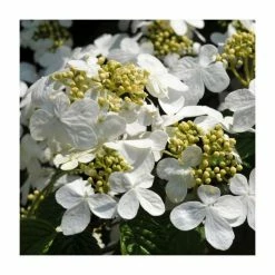 Best Pirce 🧨 10 - 15cm Viburnum plicatum 'Shasta' | 9cm Pot 👍