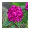 Promo 😉 Rhododendron 'Polarnight' | 7.5L Pot ❤️
