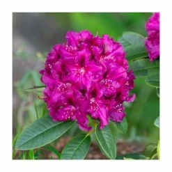 Promo 😉 Rhododendron 'Polarnight' | 7.5L Pot ❤️