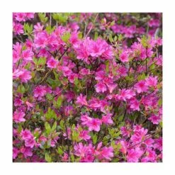 Cheapest 🔔 Evergreen Azalea 'Amoena' | 3L Pot 🎁