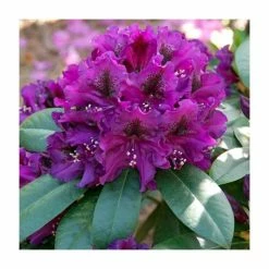 Discount 🛒 Rhododendron x hybrid 'Polar Night' | 7.5L Pot 👍