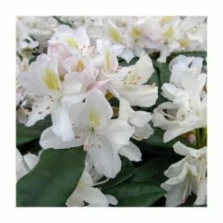 Discount ✨ 2ft Rhododendron 'Madame Masson' | 7.5L Pot 💯