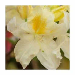 Best reviews of 💯 Deciduous Azalea 'Silver Slipper' | 5L Pot 🔔