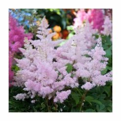 Best Sale 🛒 Astilbe japonica 'Europa' | 3L Pot 😉
