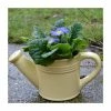 Flash Sale 💯 Yellow Ceramic Watering Can with Primrose Plants ❤️